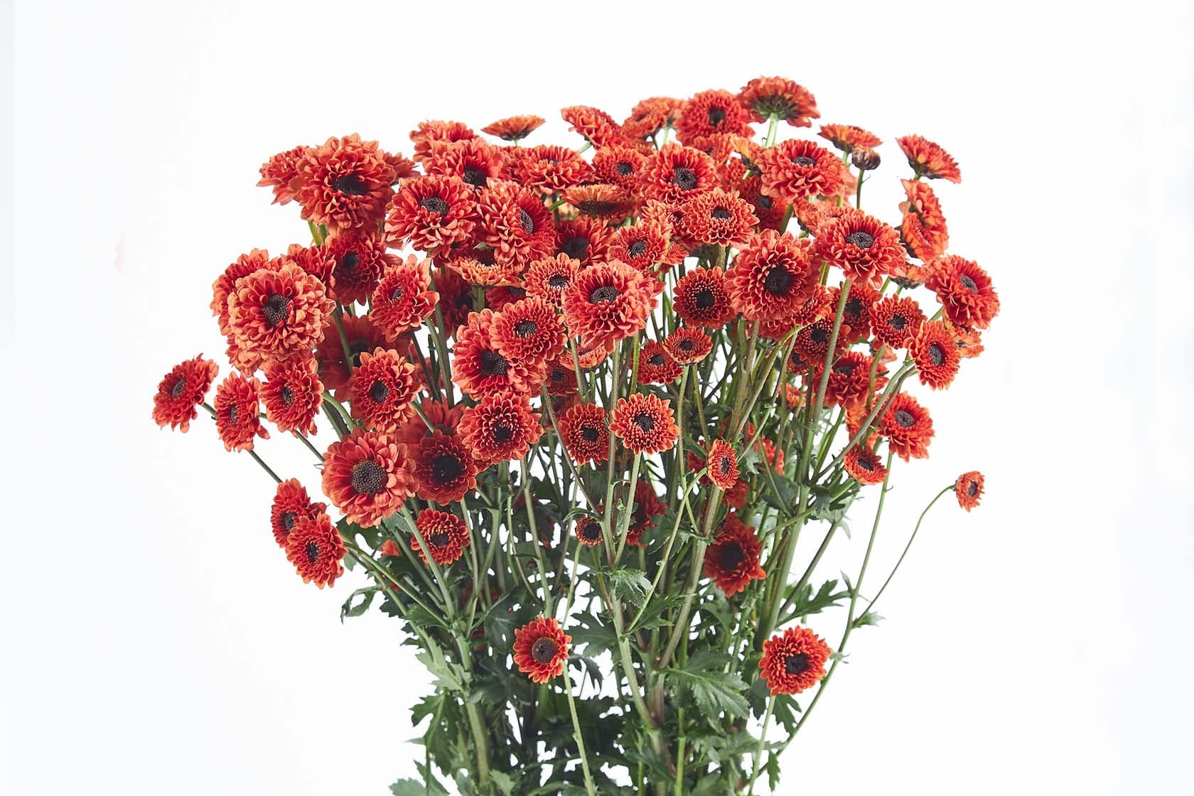 Pom Santini Namib Orange