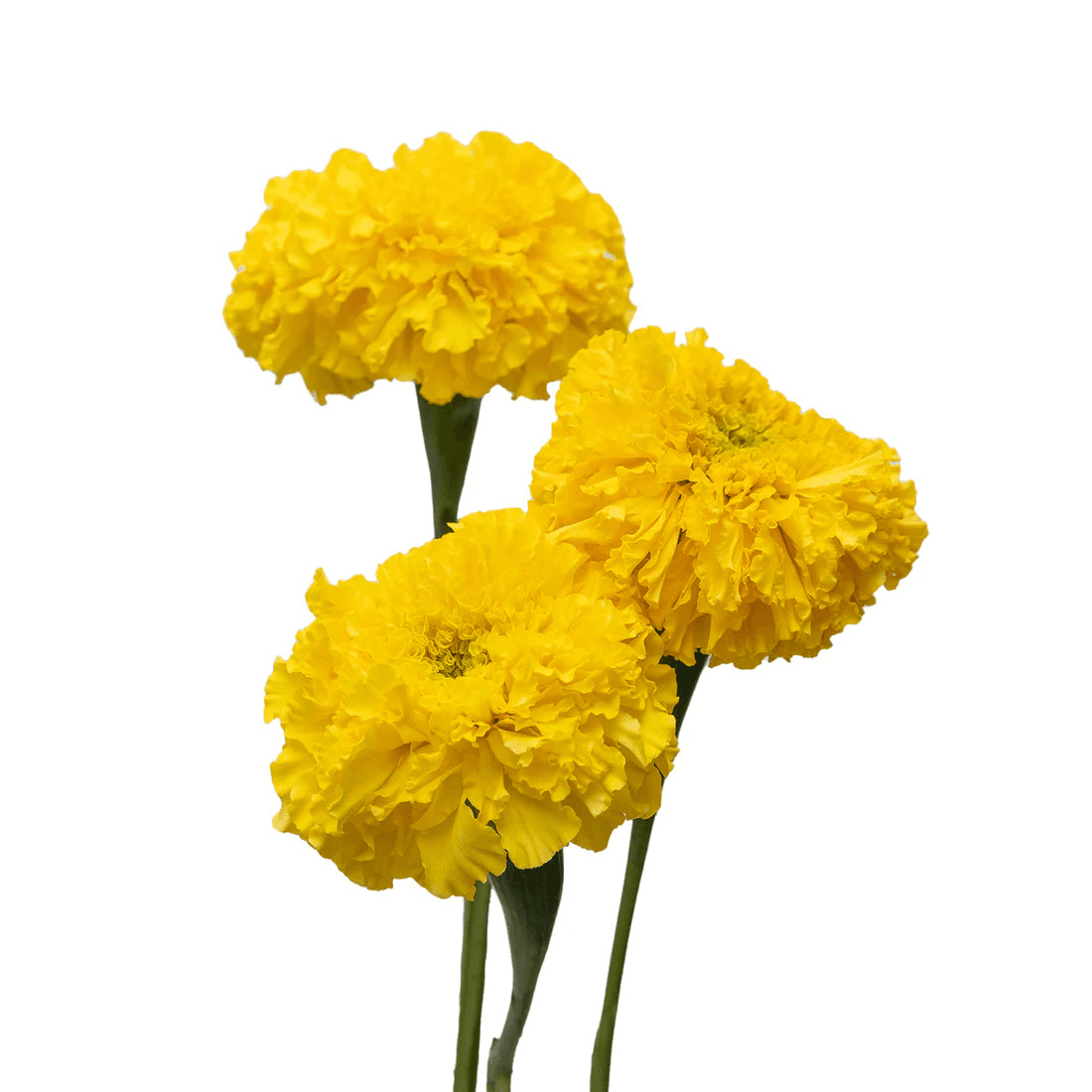 Marigold Yellow 60