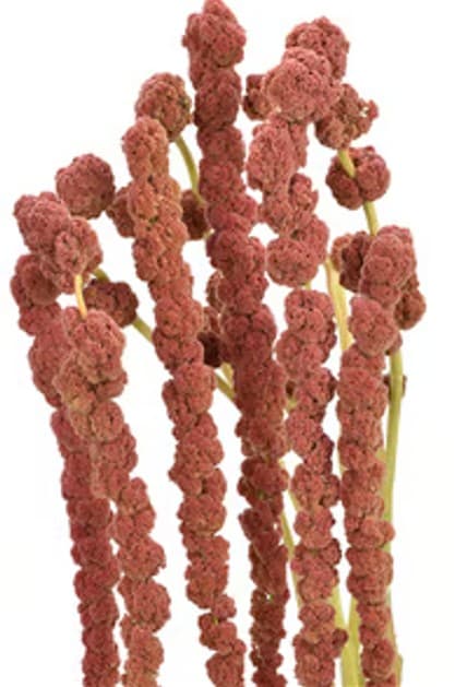 Tropical Amaranthus Hanging Coral 70