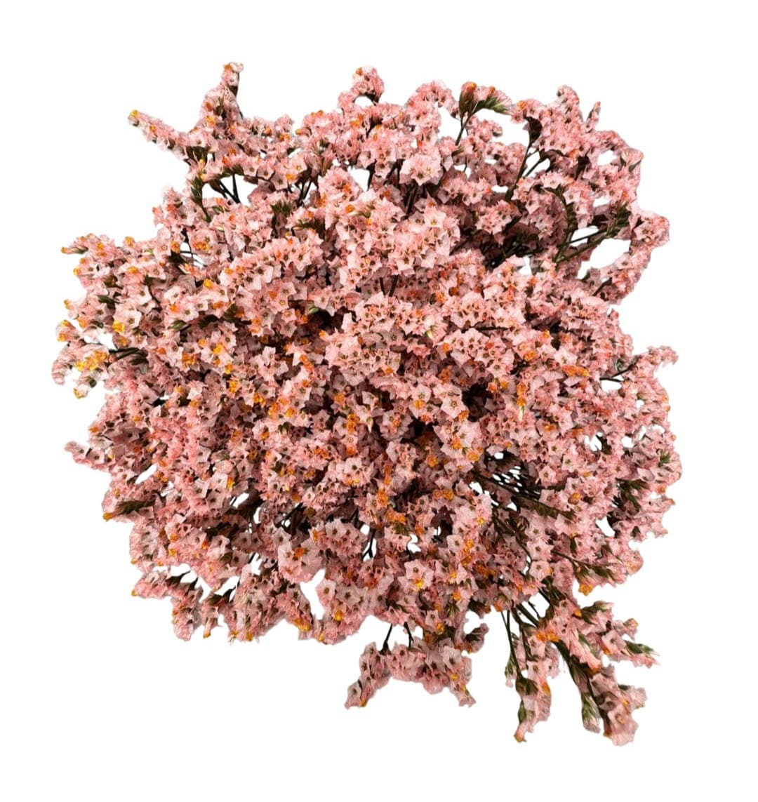Limonium Coral Select