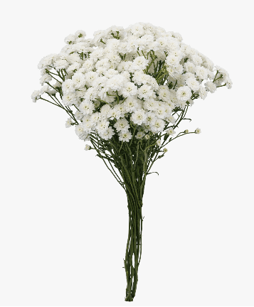 Achillea Cotton Candy White White 60