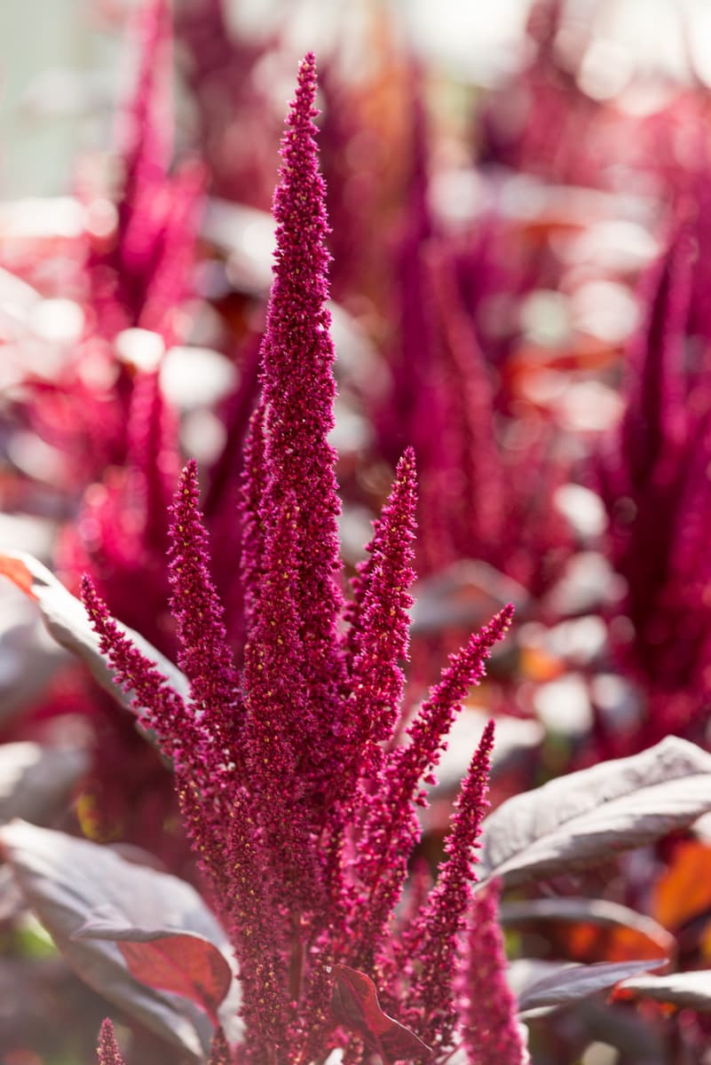 Tropical Amaranthus Upright Burgundy Red Velvet Red 60
