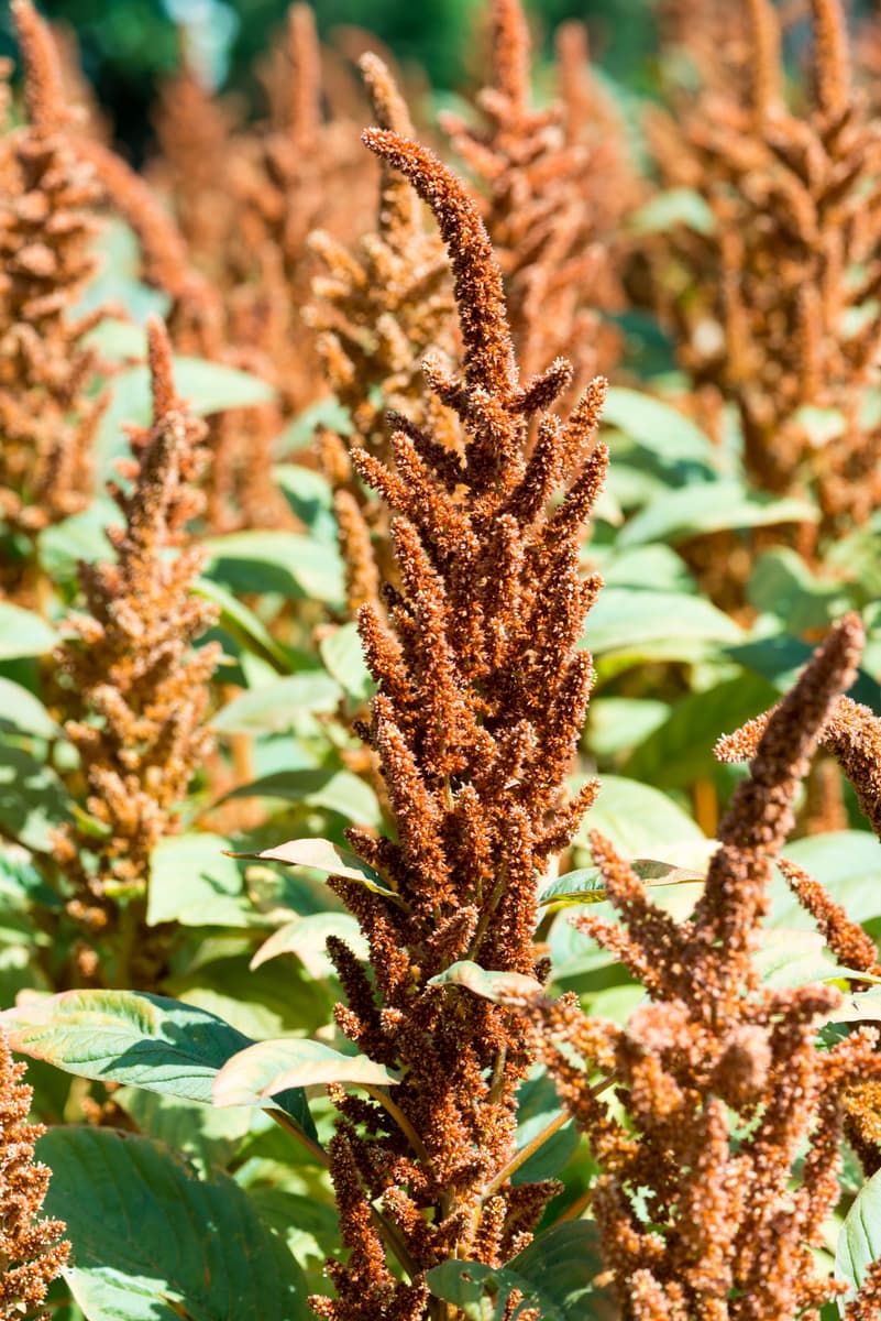 Tropical Amaranthus Upright Hot Biscuits Bronze 60