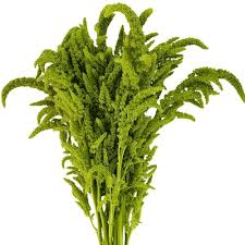 Tropical Amaranthus Upright Green 70