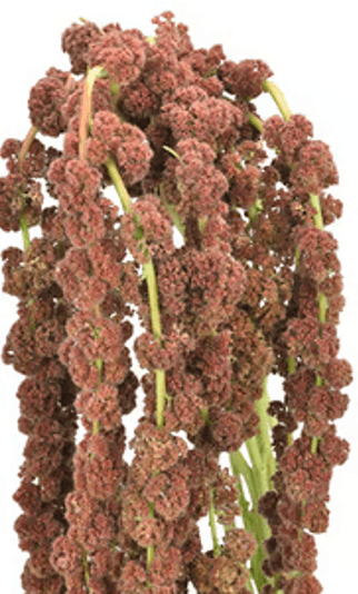 Tropical Amaranthus Hanging Bronze 70