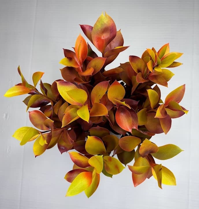 Ruscus Chamaleon Fall Tinted 60