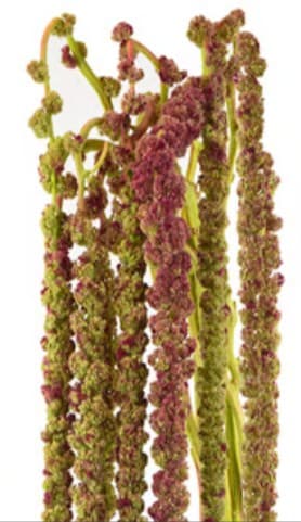 Tropical Amaranthus Hanging Mira Red/green 80