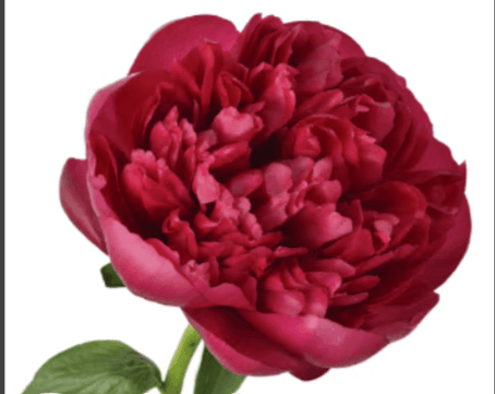 Peony Belgravia Dark Red 50