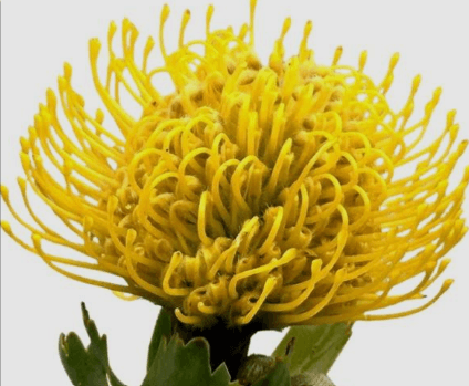 Pincushion Ayoba Yellow Yellow 40