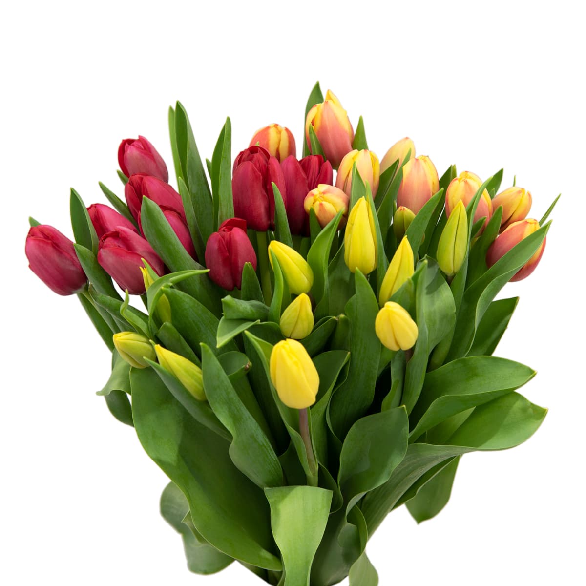 Tulips Fall Pack 35