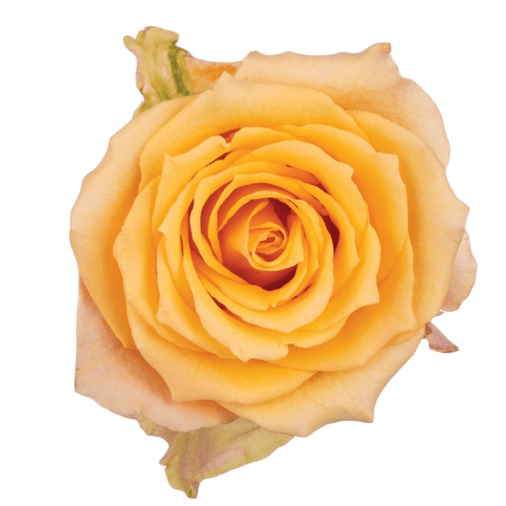 Roses Alquimia Peach 60