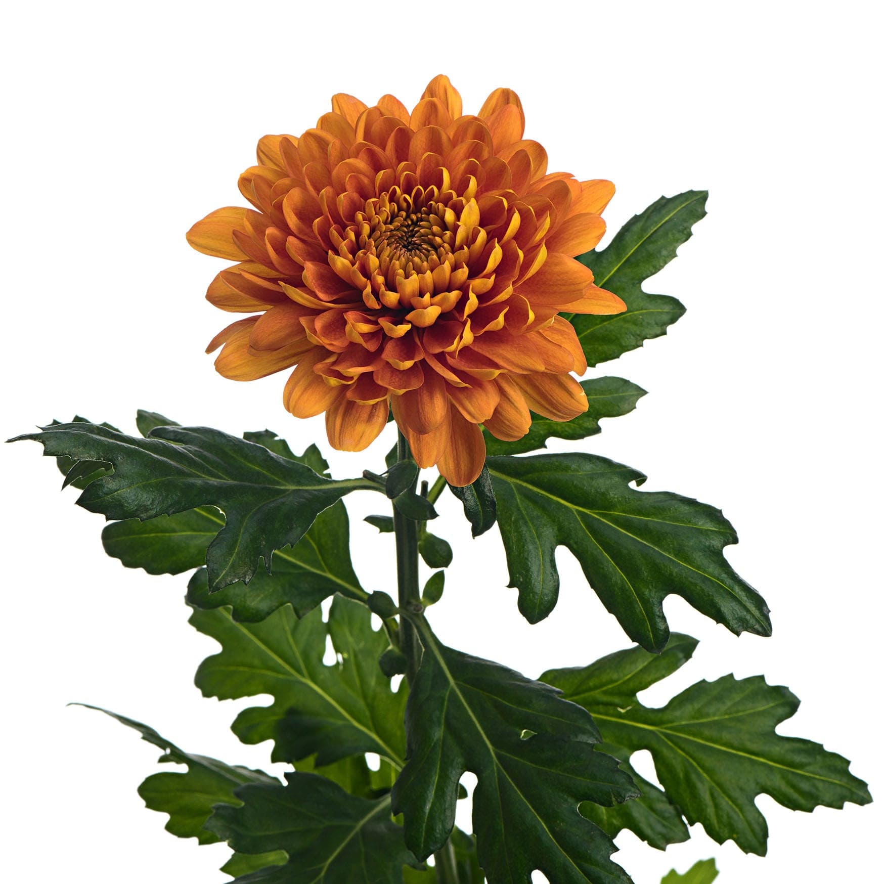 Mum/disbud Bellavista Bronze