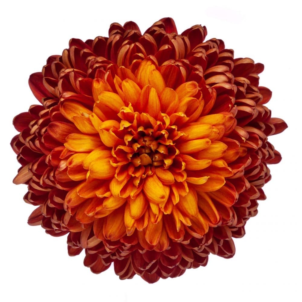 Mum/disbud Chesnut Bronze