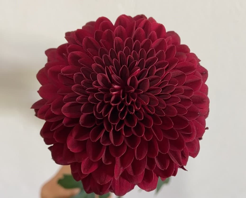 Mum/disbud Testarossa Red