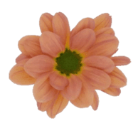 Pom Daisy Tequila Sunrise Salmon