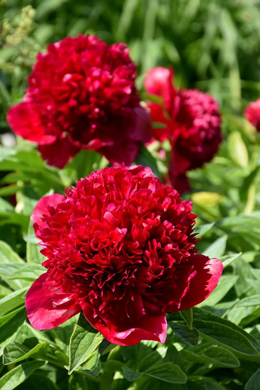 Peony Charm Dark Red 50