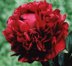 Peony Henry Bockstoce Burgundy 50