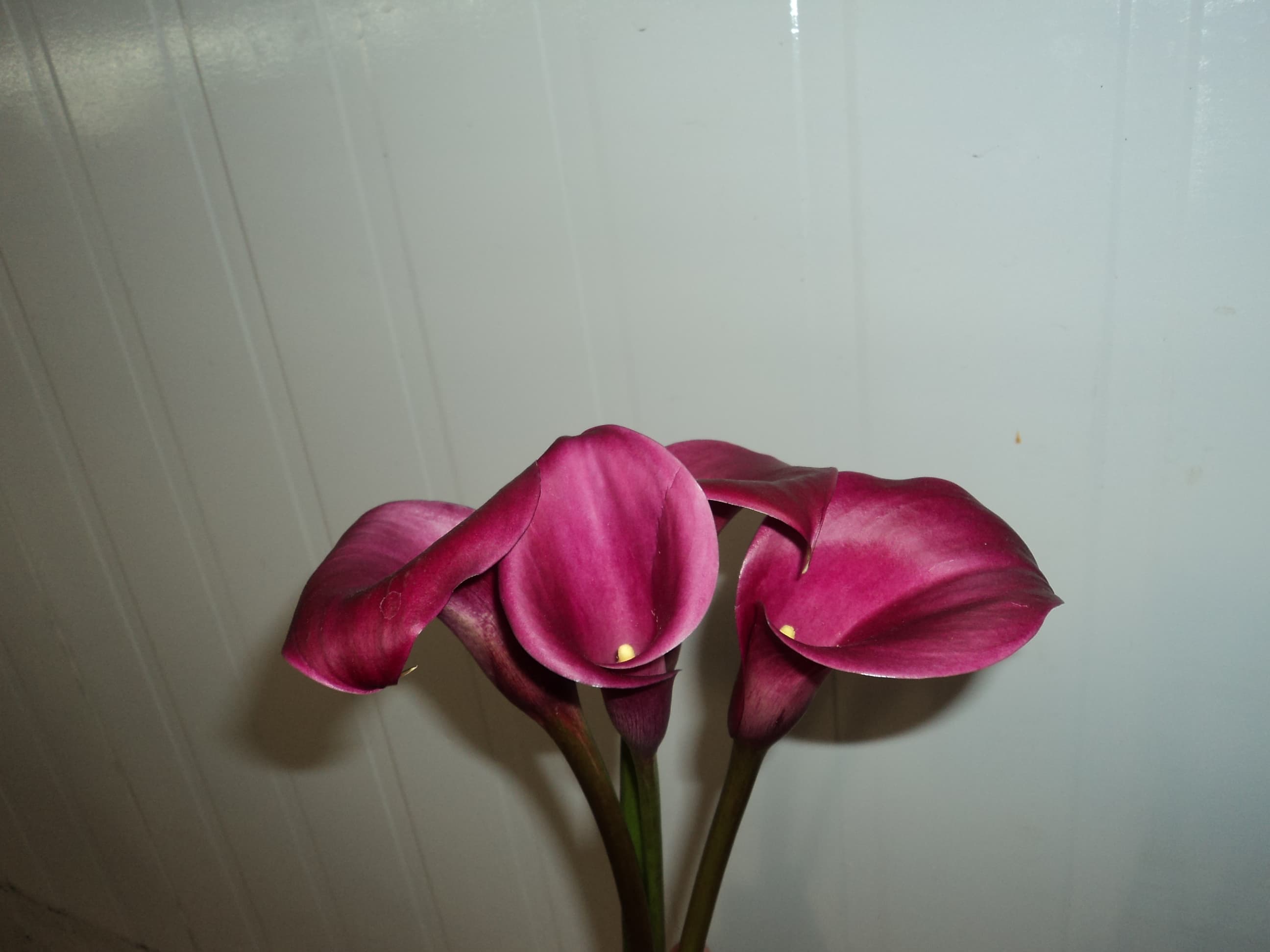 Mini Calla Burgundy Sumatra 50