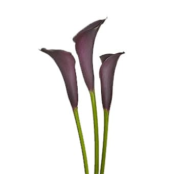 Mini Calla Odesa Dark Purple 50