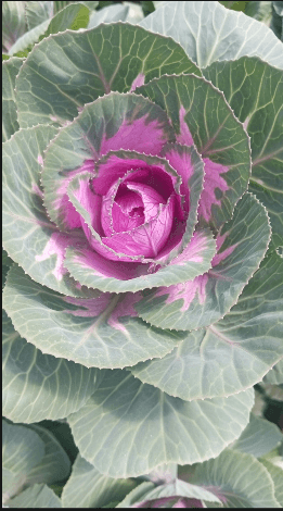 Kale Olga Purple 40