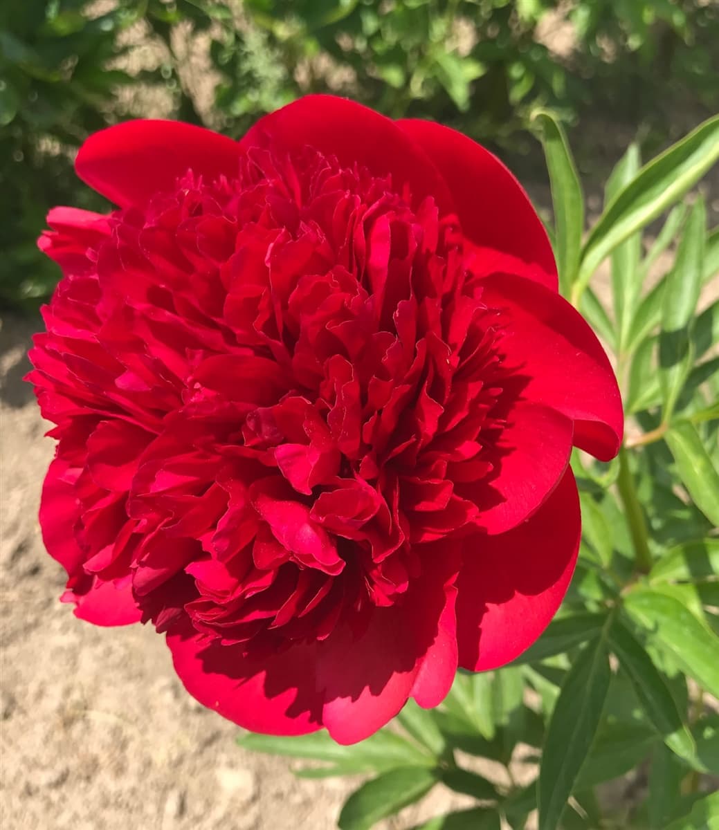 Peony Diana Parks Red 50