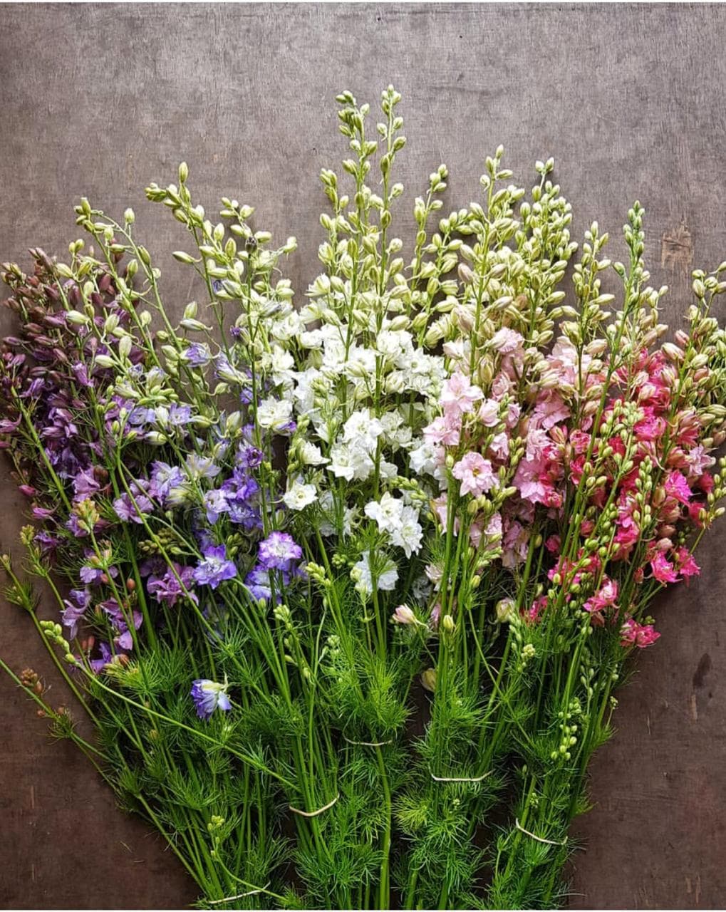 Larkspur Assorted 80