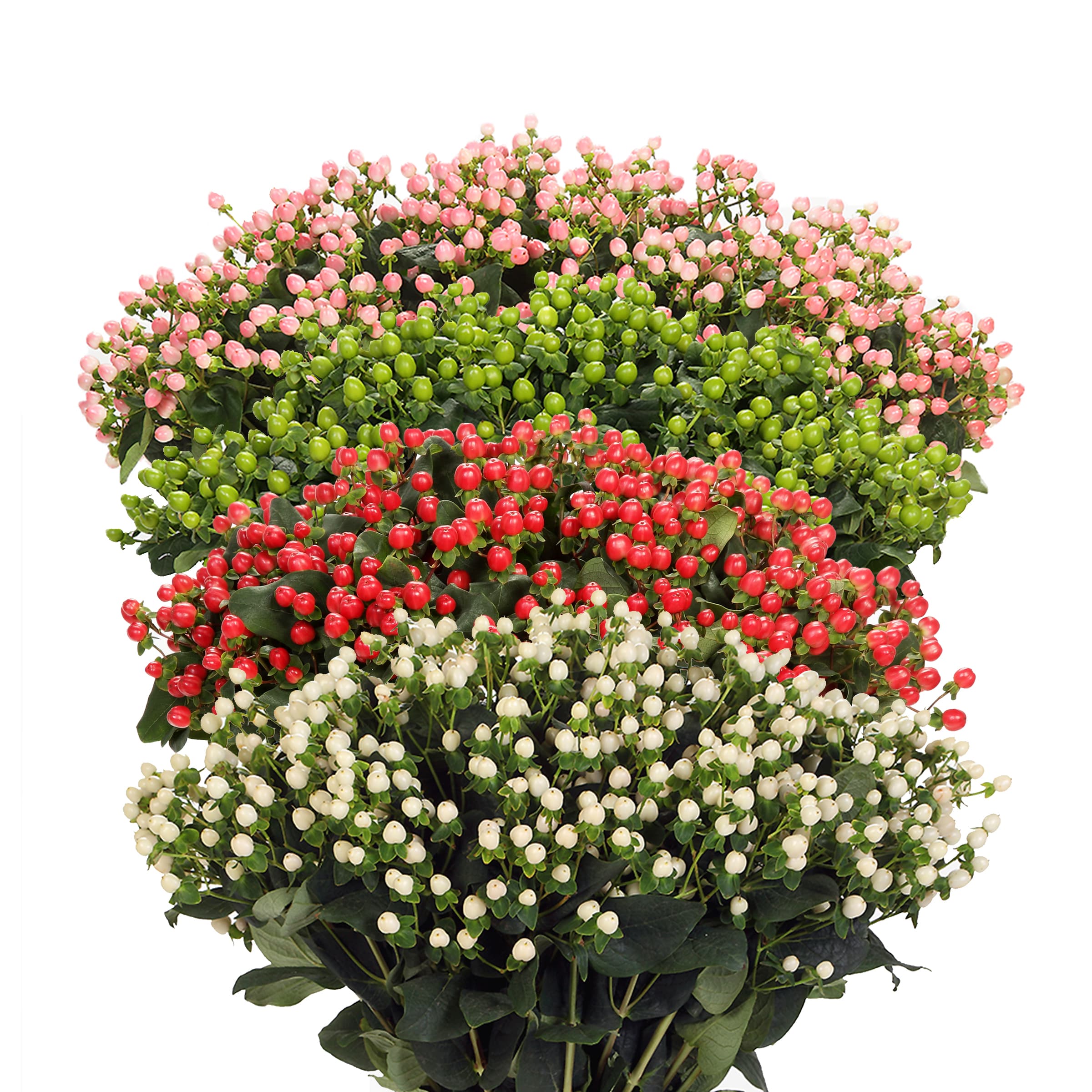 Hypericum Coco Assorted 70