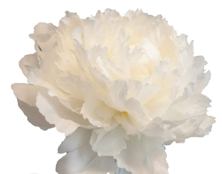 Peony Bowl Of Cream White 50