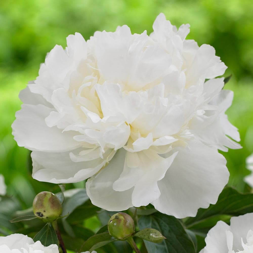 Peony Duchess White 50