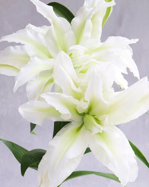 Lilies White Rose Lily Aisha 2-3 Blooms