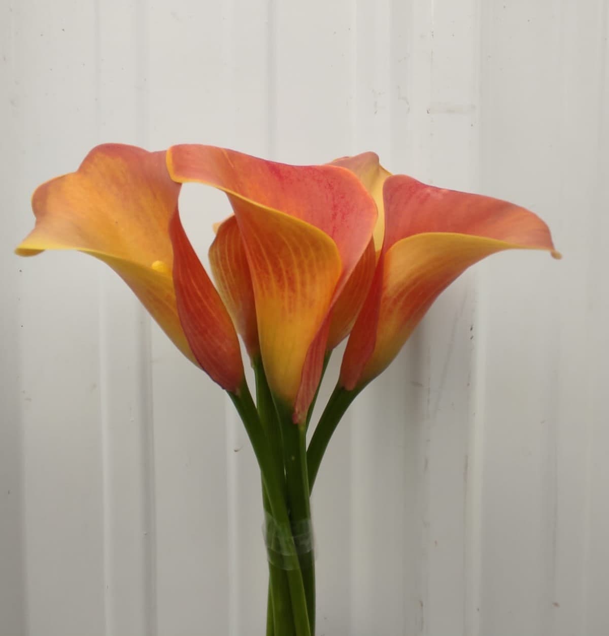 Mini Calla Lady Marmalade Orange 50
