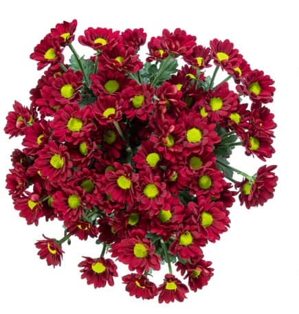 Pom Daisy Valentino Red