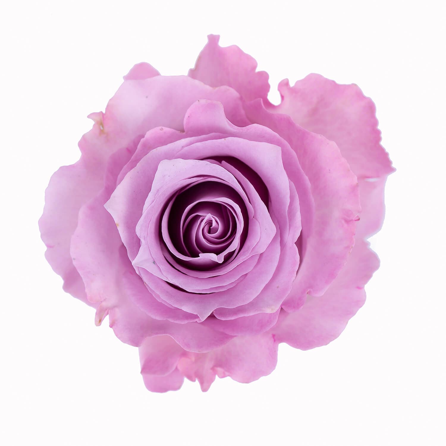 Roses Blue Dream Lavender 50