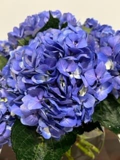 Hydrangea Dark Blue Blue Berry Select