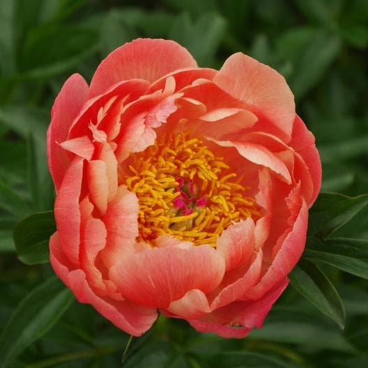 Peony Coral Charm Coral 50