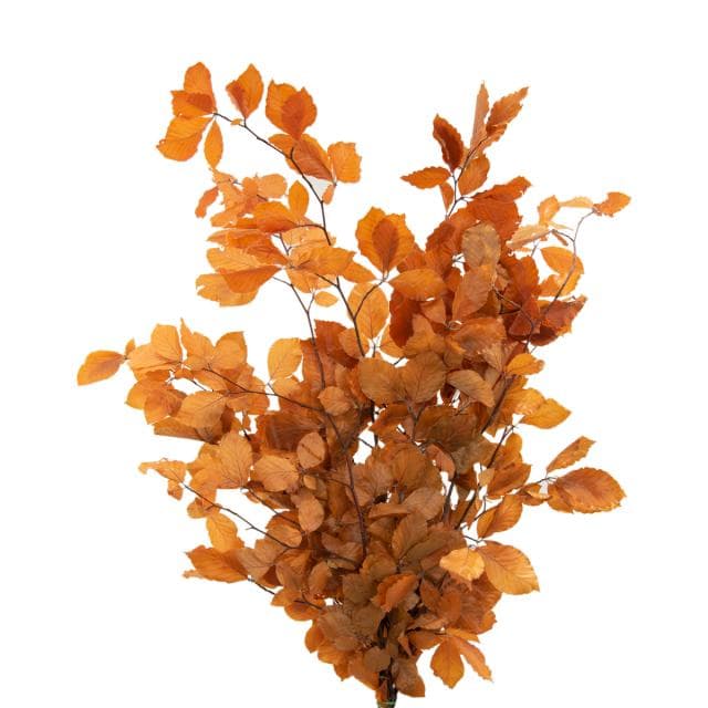 Preserved Copper Beech Orange 80cm 150 Gram