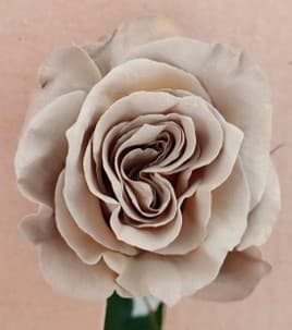 Roses Tinted Mocca Latte 50