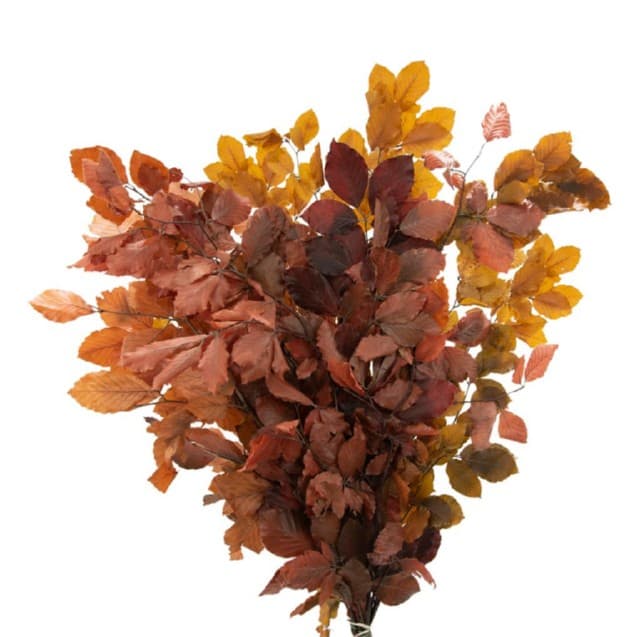 Preserved Copper Beech Assorted 80cm 150 Gram