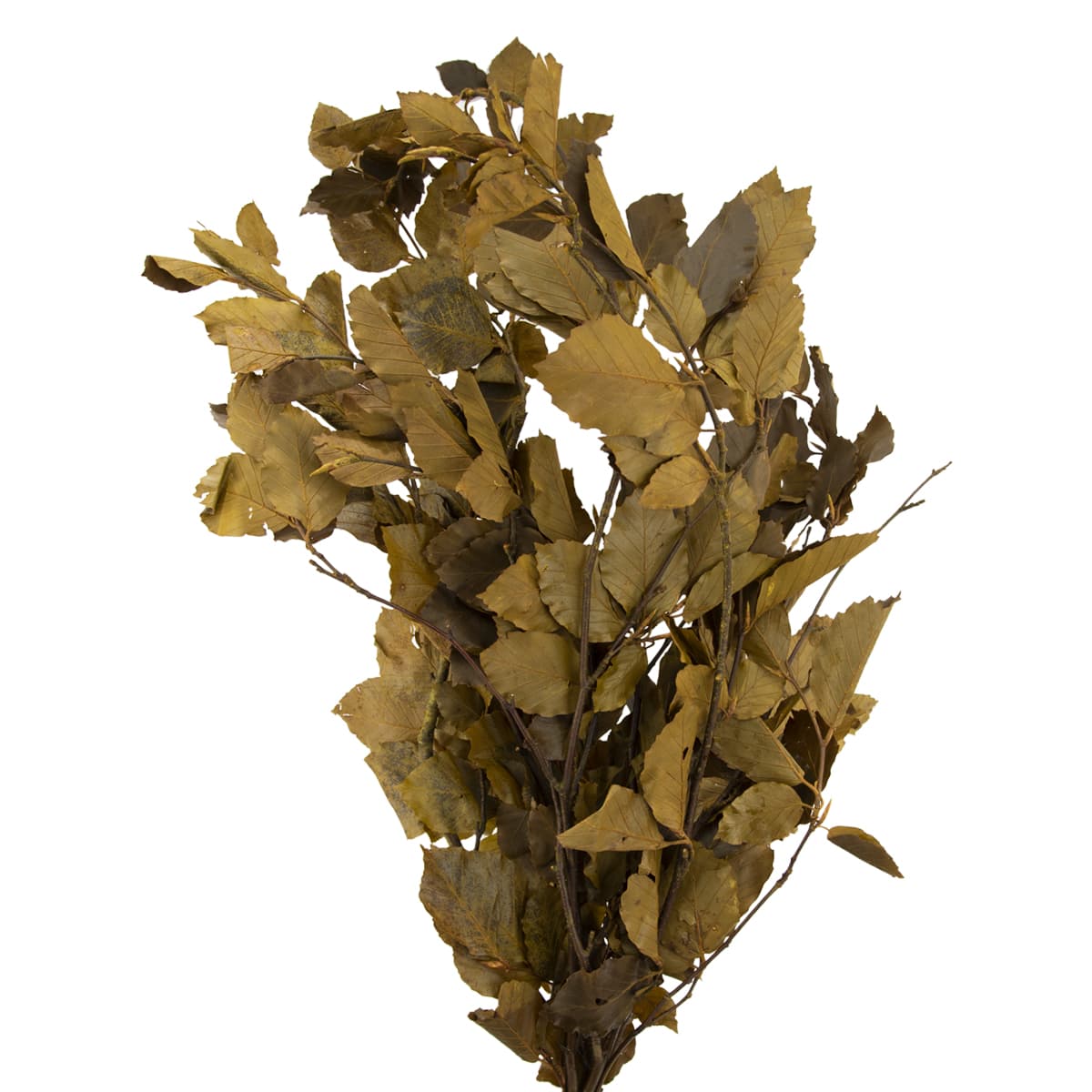 Preserved Copper Beech Brown 80cm 150 Gram