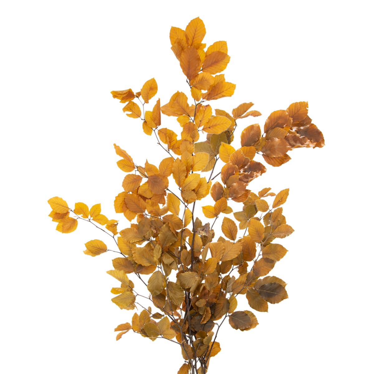 Preserved Copper Beech Yellow 80cm 150 Gram