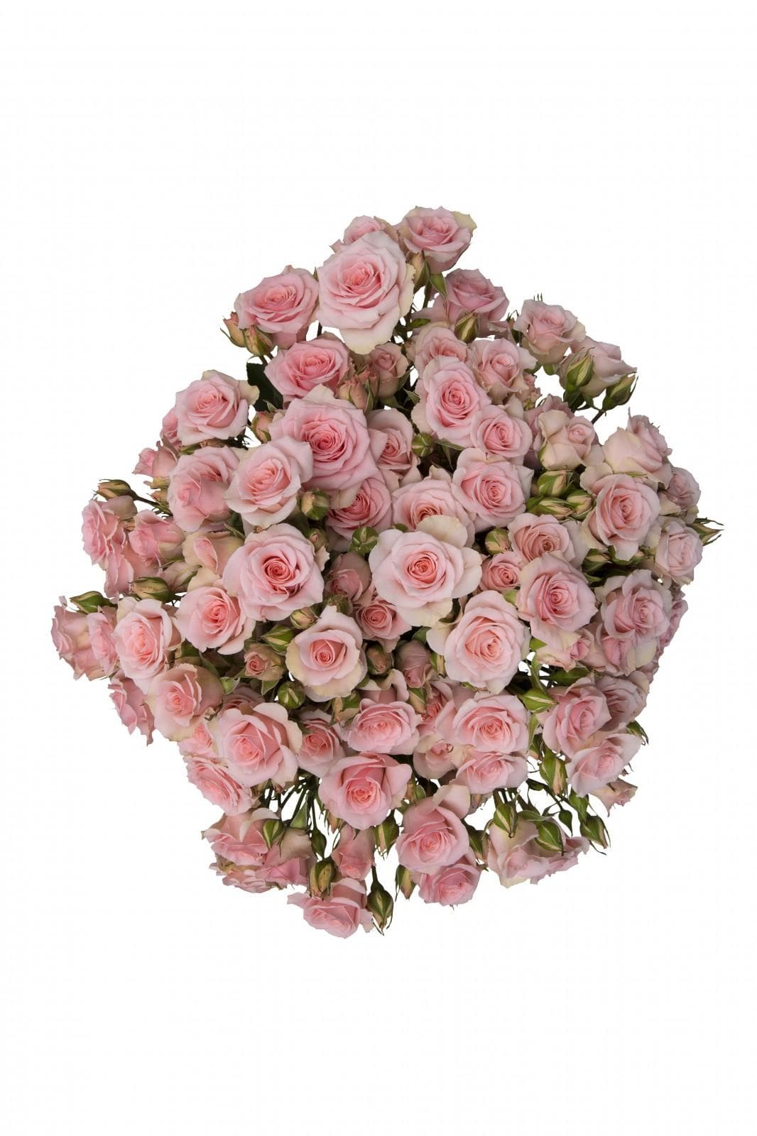 Sprayrose Elba Pink 60