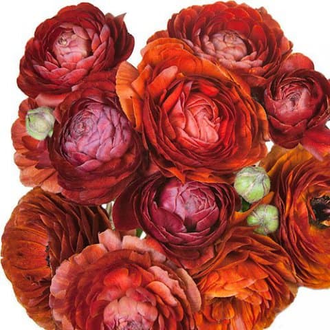 Ranunculus Chocolate 40