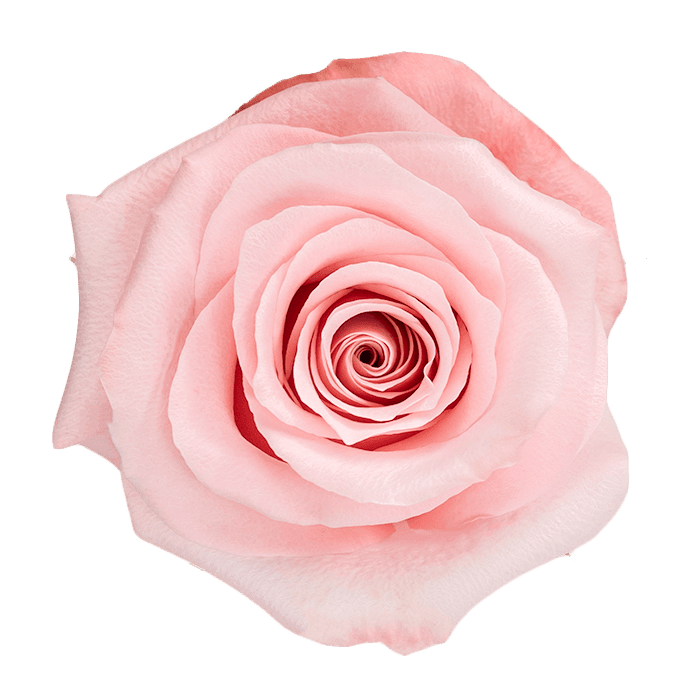 Roses Be Sweet Pink 50