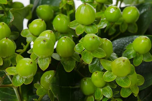Hypericum Coco Bamboo Green 70