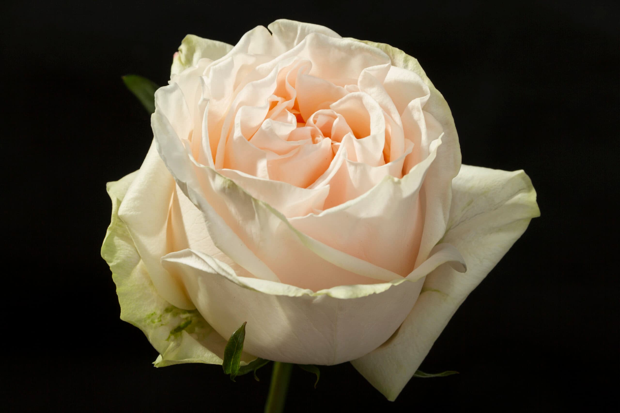 Garden Roses Garden Spirit Peach 50