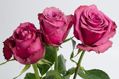 Roses Blueberry Lavender 40