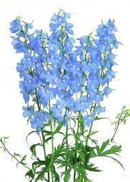 Delphinium Sky Waltz Light Blue 100