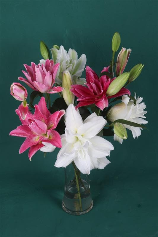 Lilies Assorted Rose Lily Mixed 2-3 Blooms