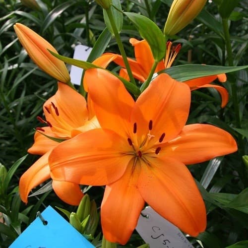 Lilies Orange LA Eremo 3-5 blooms