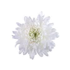 Mum/disbud Cremon Chita White